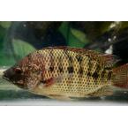 罗非鱼 约700g（时价）（新鲜屠宰后的鱼，非质量问题不作退换）