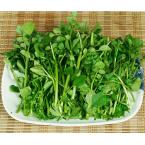 西洋菜 约500g（时价）