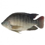 罗非鱼 约700g（时价）（新鲜屠宰后的鱼，非质量问题不作退换）