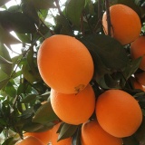 纯甜橙 1500g约6个（时价）