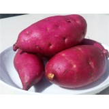 增城一点红番薯（1500g一份）时价