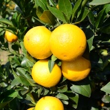 正宗湛江红江橙 2斤【产地直採】